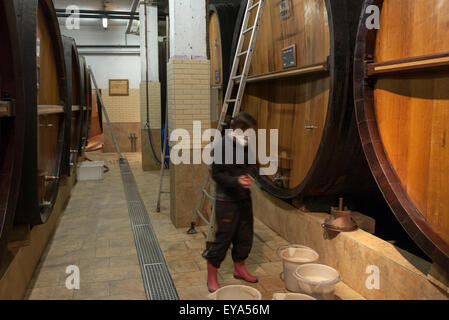 Guebwiller, Francia, old Eichenfaesser in cantina Domaines Schlumberger Foto Stock