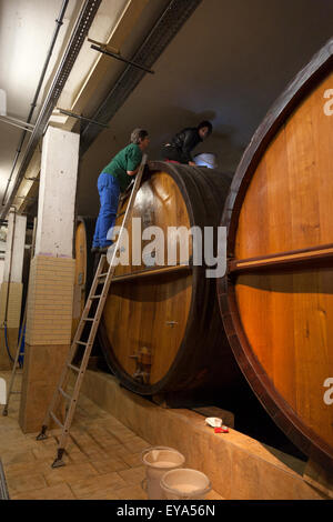 Guebwiller, Francia, old Eichenfaesser in cantina Domaines Schlumberger Foto Stock