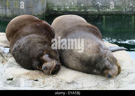 Californian leoni di mare Foto Stock