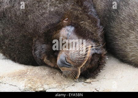 Californian leoni di mare Foto Stock