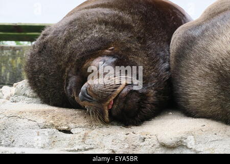 Californian leoni di mare Foto Stock