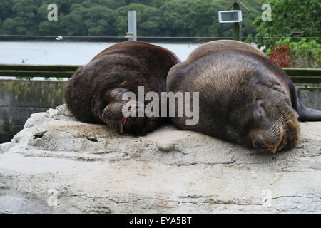 Californian leoni di mare Foto Stock