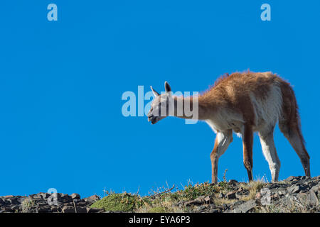 Guanaco (Lama guanicoe) su di un crinale, Parco Nazionale di Torres del Paine Patagonia cilena, Cile Foto Stock