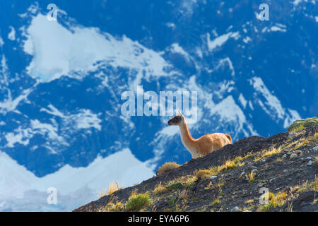 Guanaco (Lama guanicoe) su di un crinale, Parco Nazionale di Torres del Paine Patagonia cilena, Cile Foto Stock