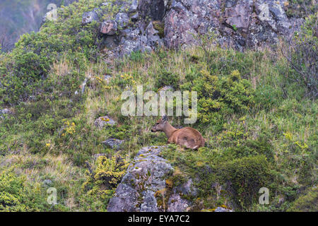 Sud Andino Deer (Hippocamelus bisulcus), il Parco Nazionale di Torres del Paine Patagonia cilena, Cile Foto Stock