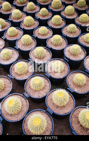 Grande gruppo di Cactacee in vaso. Foto Stock