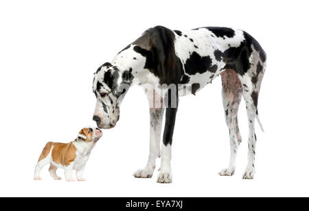 Alano guardando un bulldog francese cucciolo di fronte a uno sfondo bianco Foto Stock