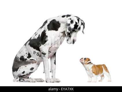 Alano guardando un bulldog francese cucciolo di fronte a uno sfondo bianco Foto Stock