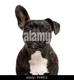 Close-up di Staffordshire Bull Terrier di fronte a uno sfondo bianco Foto Stock