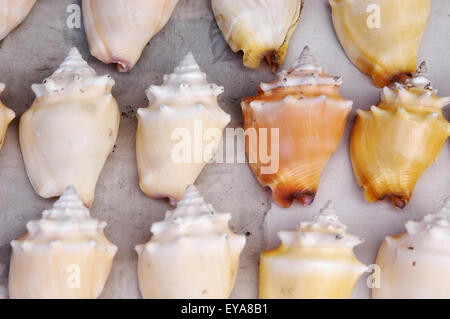 Dettaglio delle piccole Conch conchiglie per la vendita, Negril, Giamaica. Foto Stock