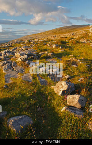 Rocce tra l'Erba In The Burren Regione; County Clare, Irlanda Foto Stock