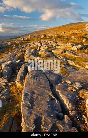 Rocce tra l'Erba In The Burren Regione; County Clare, Irlanda Foto Stock