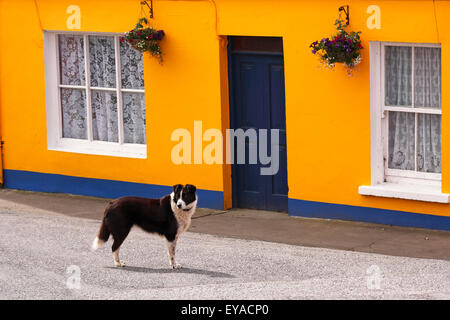 Casa Gialla e cane In Eyeries villaggio sulla penisola di Beara in West Cork; nella contea di Cork, Irlanda Foto Stock