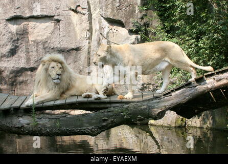 Maschio maturo White Lion e leonessa (Panthera leo Krugeri) a Ouwehand Rhenen Zoo, Paesi Bassi Foto Stock