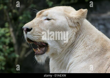 Leonessa bianca (Panthera leo Krugeri) verticale, a bocca aperta, canini mostra Foto Stock