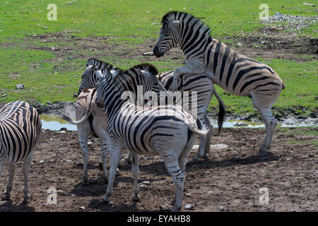 Un gruppo di damara zebre. Foto Stock