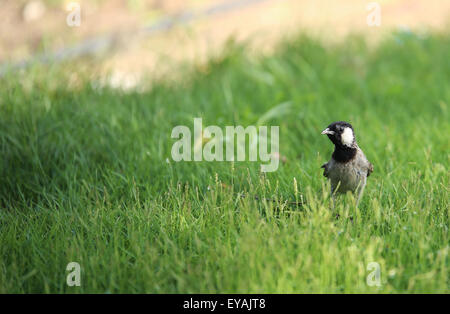 Un passero solitario in prato verde, girato a heritage park, Abu Dhabi, Emirati arabi uniti Foto Stock