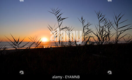 Tramonto panoramico sul mare Atlantico con canne retroilluminate dalle dune di El Palmar Beach (El Palmar de Vejer, Vejer de la Frontera, Cádiz, Spagna) Foto Stock