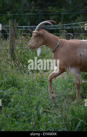 Golden Guernsey capra contro sfondo erbosa. Foto Stock