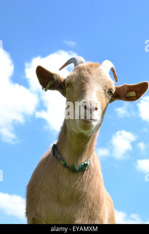 Un Golden Guernsey capra contro un cielo blu Foto Stock