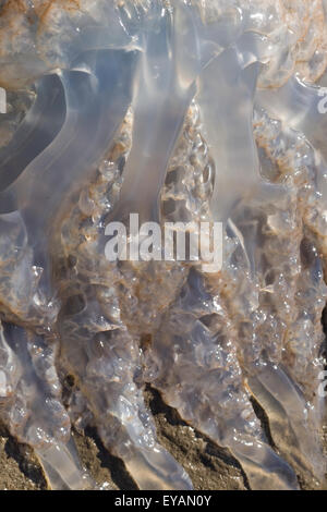 Dead meduse sulla spiaggia Foto Stock