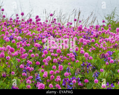 Mare blush e la veccia Ebey's Landing storico nazionale di riserva , Washington Foto Stock