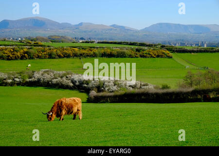 Highland bestiame al pascolo vacca Anglesey North Wales UK Regno Unito Europa Foto Stock