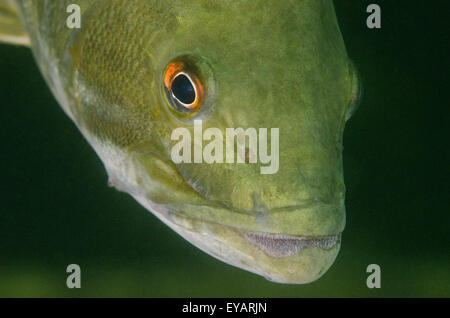 Smallmouth Bas subacquea di pesce Foto Stock