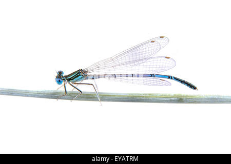 Libellula blu seduto su una cannuccia isolato su uno sfondo bianco Foto Stock