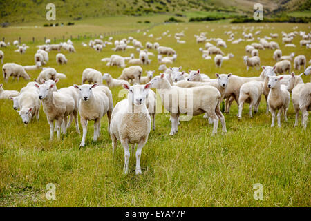 Pecore fattoria della Nuova Zelanda Foto Stock