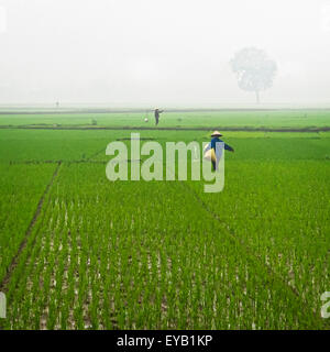Persona che cammina di risone che porta un sacchetto in Vietnam Foto Stock
