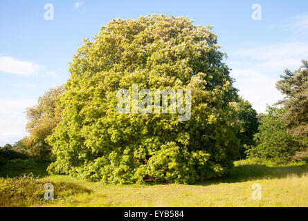 Holm Oak tree, Quercus ilex, crescente sulla brughiera Shottisham, Suffolk, Inghilterra, Regno Unito Foto Stock