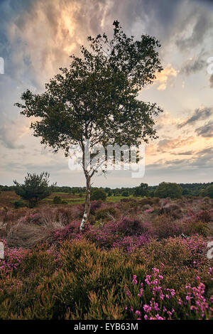 Un unico albero di betulla al tramonto, crescente sulla brughiera di erica fiorisce in luglio. Foto Stock