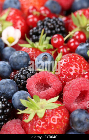 Bacche frutta con fragole, mirtilli e ribes rossi, ciliegie, lamponi e more Foto Stock