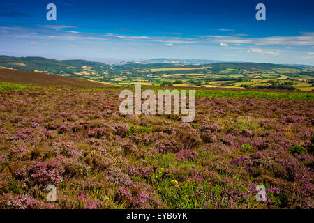 Guardando ad est dal vertice del Dunkery Beacon (1,705ft) - il punto più alto di Exmoor e Somerset, Inghilterra, Regno Unito Foto Stock