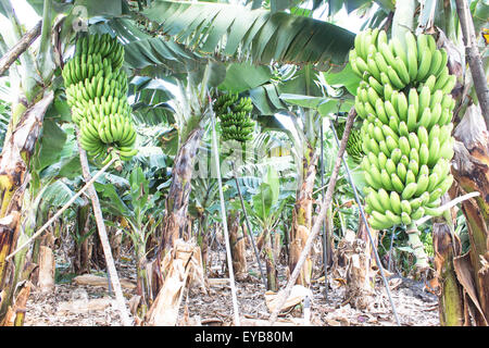 Le banane fresche in crescita in La Palma Foto Stock