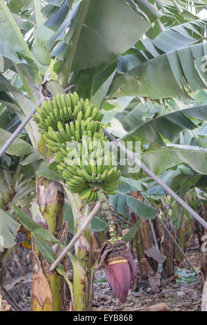 Le banane fresche in crescita in La Palma Foto Stock