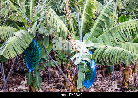 Blu These sacchetti sono progettati per proteggere le banane fresche da parassiti e da condizioni atmosferiche avverse. Foto Stock