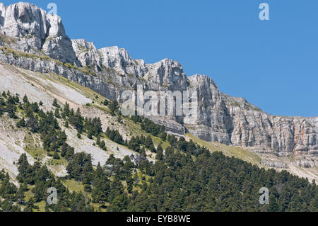 Abete bianco della foresta nel Buech Valley. Vercors Parco Regionale. Isere. Sulle Alpi francesi. Francia Foto Stock