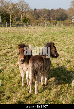 Due giovani puledri pony naso permanente per la coda Foto Stock