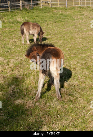 Di due mesi di età pony Shetland puledri in un paddock in erba Foto Stock