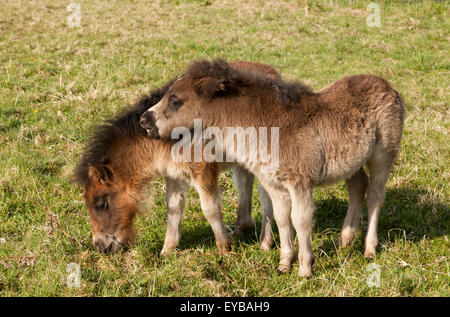 Due giovani puledri in un campo di erba, uno morde gli altri Foto Stock