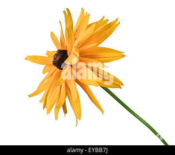 Il fiore rudbeckia isolati su sfondo bianco Foto Stock