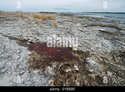 Gotland, fossile di calcare Foto Stock