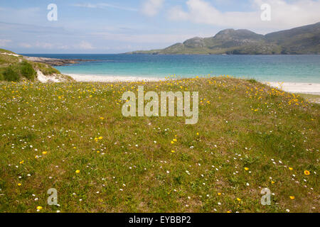Machair prati e spiaggia di sabbia a Bagh un Deas, South Bay, Vatersay isola, Barra, Ebridi Esterne, Scotland, Regno Unito Foto Stock