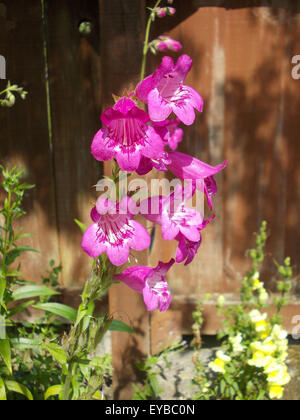 Penstemon viola Foto Stock