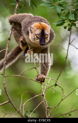 Un rosso fiammante lemur appesi ad un ramo di albero nella Riserva Berenty, Madagascar. Foto Stock