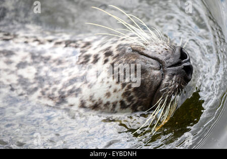 Copenhagen, Danimarca. 13 Luglio, 2015. Una guarnizione di tenuta nel giardino zoologico di Copenaghen, Danimarca, 13 luglio 2015. Foto: Thomas Eisenhuth/dpa - nessun filo SERVICE -/dpa/Alamy Live News Foto Stock