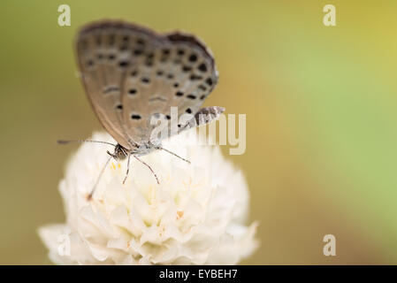Una ripresa macro di un bianco 'pallido erba Blue' butterfly su un globo bianco fiore di amaranto. Foto Stock