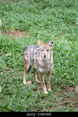 Golden jackal permanente sulla erba verde Foto Stock